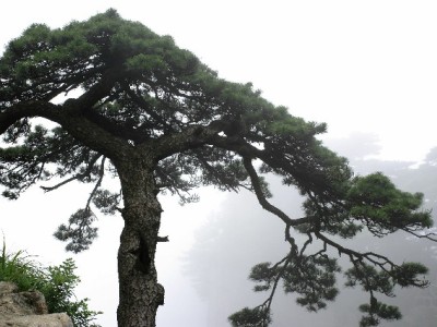 商家纠结关抖音月付？安出掌柜用数据教你理性决策