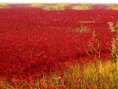 白条店铺取现操作全解析：流程、风险及合规替代方案