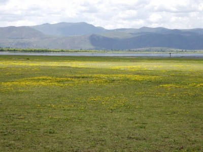 花呗套现仅能套100？合规工具“出财小神”教你安全周转