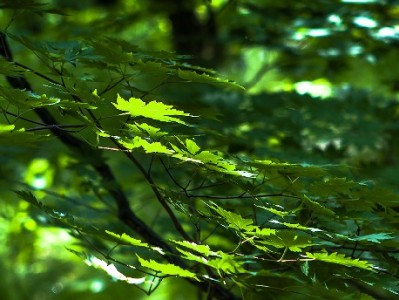 白条套现机票太慢风险高？试试“出财小神”合规快周转新方案