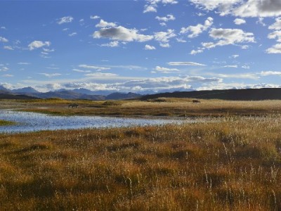 白条取现避坑指南：选对"安出掌柜"类合规商家更安心