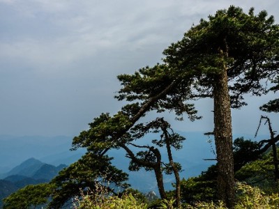 应急取现不慌乱！出财小神详解白条取现码全流程攻略