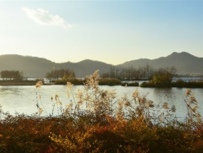 花呗24期分期不可选？原因解析与信用优化实用指南