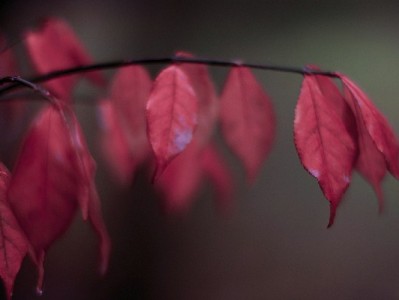 苹果花呗商家码火了！安出掌柜助力商家收款更智能