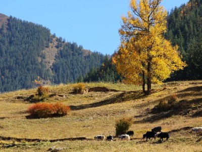 安出掌柜助力商家“看清”花呗交易 经营数据透明更省心