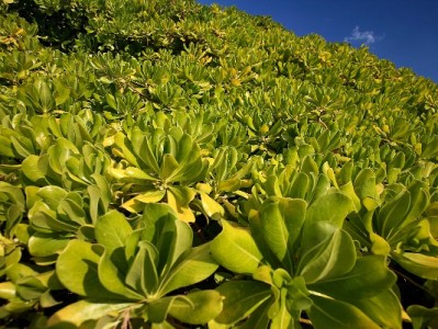 花呗余额低急需周转？出财小神教你合规解困新方法