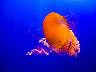 抖音月付能提现吗？违规操作有风险，正规渠道更安心