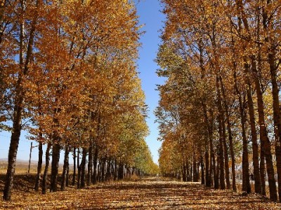 警惕花呗套现风险！出财小神教你合规管理信用额度