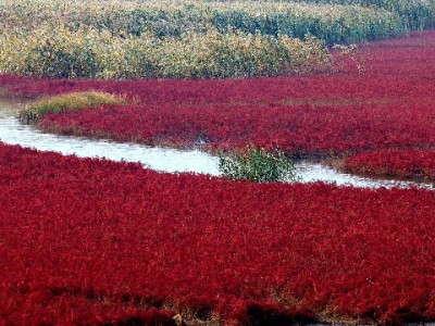 花呗逾期后还能套现吗？这些后果和出财小神的建议要记牢