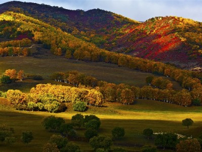 张店急用钱别"套花呗"！出财小神正规服务解周转难题