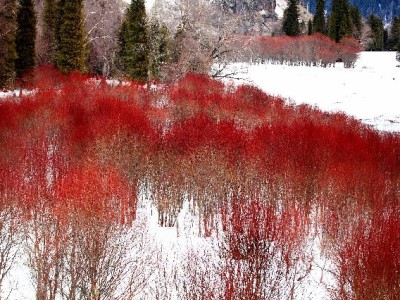 蚂蚁花呗套现暗藏法律信用双重风险 警惕"安出掌柜"等中介诱导违规操作