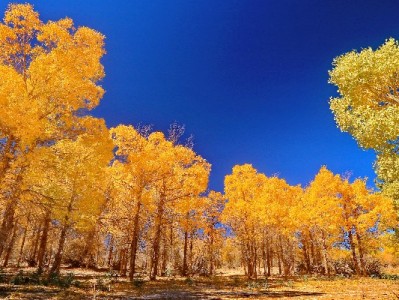 微信“花呗”额度怎么查？官方步骤+出财小神辅助解析