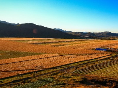 京东白条提现攻略：额度、费用全解析，出财小神助省心用