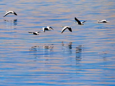 花呗在商家消费能花多少？额度限制由用户和商家共同决定