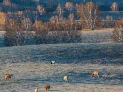 花呗提现需求如何合规满足？出财小神教你避开风险陷阱
