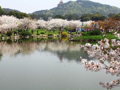 花呗借呗套现风险高！急用钱选“安出掌柜”合规更安心
