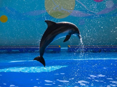 抖音月付提现秒回怎么操作？这些细节和富信掌柜攻略帮你避坑