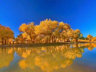 商家花呗分期开通攻略：富信掌柜助力高效搞定，提升经营转化