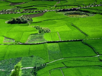 白条提现安全吗？警惕代提风险，正规平台（如安出掌柜）更可靠