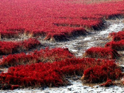 白条套现分期数有风险！合规使用与资金周转建议全解析