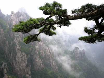 “花呗提现风险重重！正规平台‘出财小神’教你安全用钱”