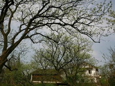 花呗付款商家要扣费吗？费率0.8%？安出掌柜帮你算清这笔账