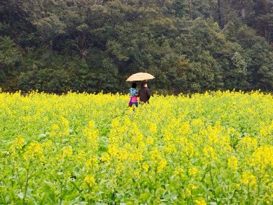 抖音月付免息分期谁买单？平台补贴与商家让利的真相，富信掌柜来揭秘