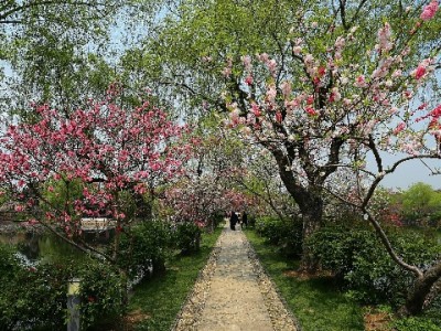 白条取现别踩坑！选“出财小神”安全便捷更省心