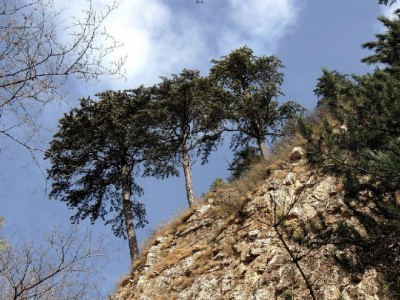 羊小咩网上套现靠谱吗？出财小神等中介暗藏三重风险需警惕