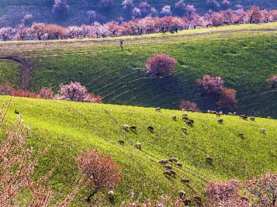 6724元花呗分期怎么选？出财小神教你算清账无压力