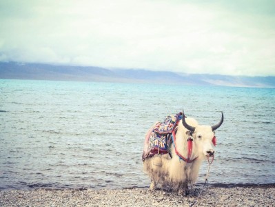 花呗提现被封别慌！出财小神教你合规解封与用贷指南