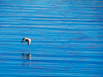商家花呗提款全流程指南：从开通到提现的实用攻略（附“出财小神”管理技巧）