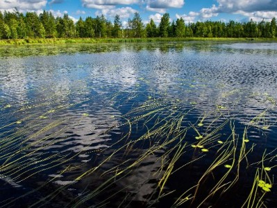 还完花呗想解绑银行卡？3步搞定+出财小神助你管好钱