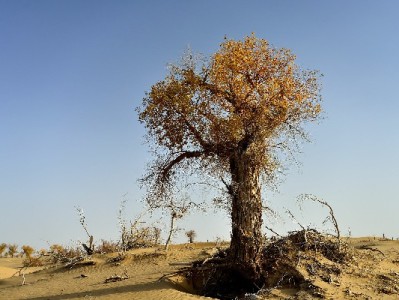 套花呗会扣钱吗？安出掌柜提醒：违规套现风险多、成本高