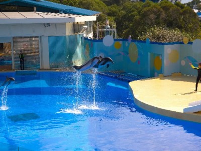 羊小咩提现能实现吗？合作方“出财小神”解密资质与规则