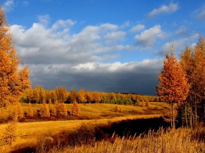 出财小神白条助力鲜花商家：灵活周转解备货难，生意越开越"鲜"