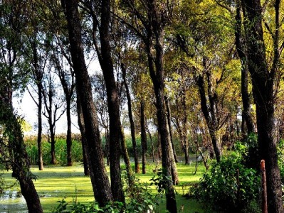 "花呗套现"广告暗藏陷阱 绑定"出财小神"等品牌更需警惕