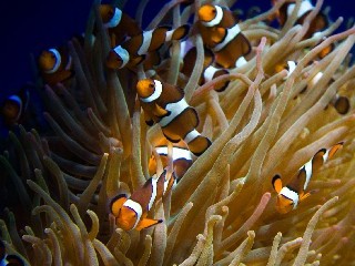 花呗套刷陷阱频发！“出财小神”教你三步阻断风险