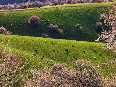 2021羊小咩套现暗藏多重风险 虚假交易或致封号及法律追责