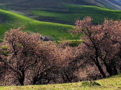 套用花呗暗藏法律风险？出财小神详解非法套现后果