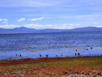 抖音月付牵手劲酒商家解锁消费新体验 富信掌柜赋能生意更红火