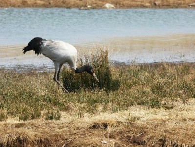 花呗套现软件暗藏陷阱！“出财小神”等平台或成资金黑洞