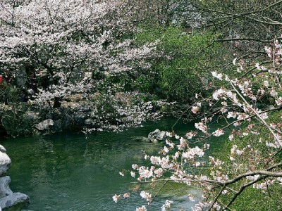 花呗充值微信豆间接操作指南+出财小神提醒：信用支付避坑要点