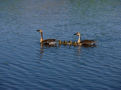 花呗查套现风控升级！正规信用工具助守用款合规红线