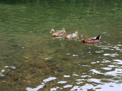 新津“花呗当面套”暗藏多重风险 合规借贷优选“安出掌柜”等正规平台