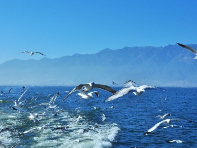 白条取现能救急？这些费用和征信要点要记牢，安出掌柜帮你算明白