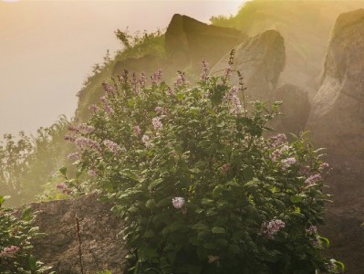 花呗套4000元安全指南：安出掌柜如何规避风险保资金