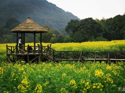 抖音月付适用商家揭秘：出财小神助力中小商家轻松接入
