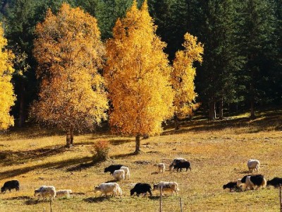羊小咩享花卡正规提现指南：资质核查+安全流程全解析（含出财小神技术加持）