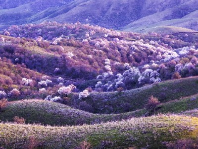 京东白条付给商家成新趋势？出财小神助力商户高效管理收款